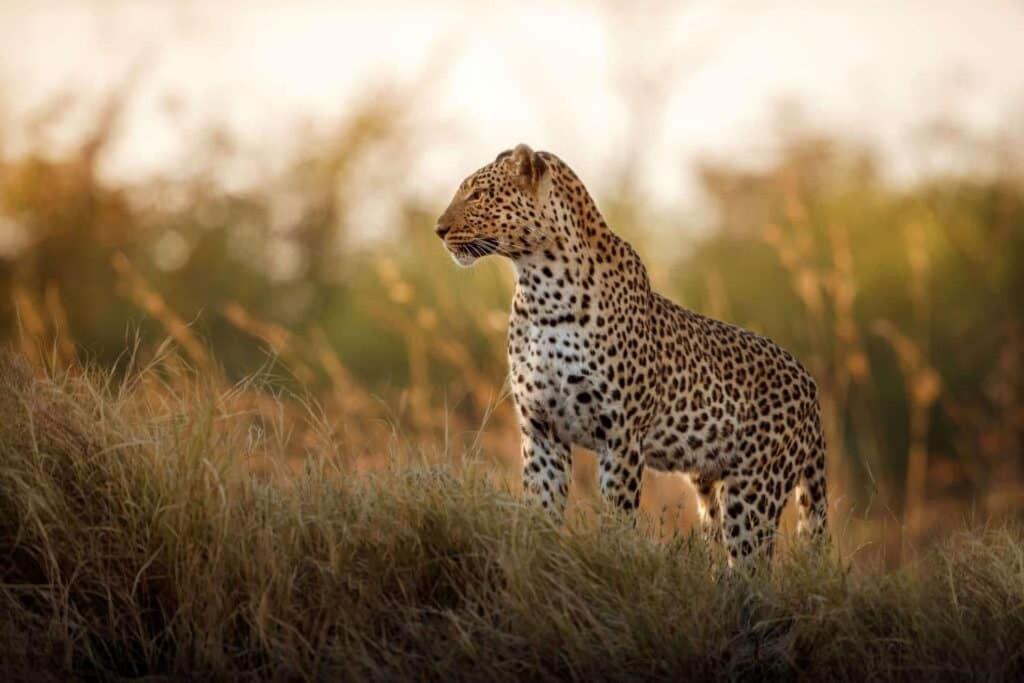 Hoedspruit Raptors Lodge N16 المظهر الخارجي الصورة